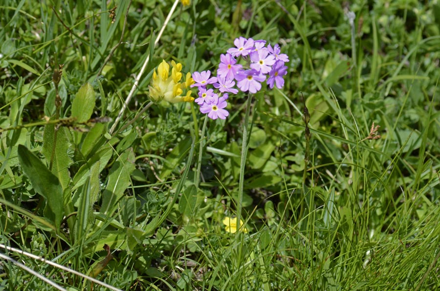 Primula farinosa